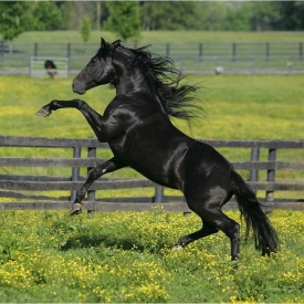 afbeelding1-zw-paard