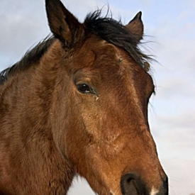 herschaalde-kopie-van-paard2