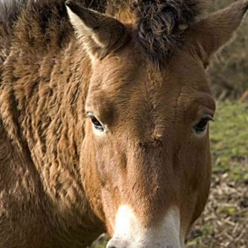 herschaalde-kopie-van-przwalski